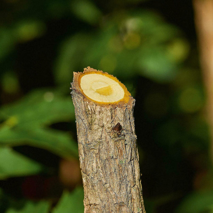 Kéo cắt cành Bosch EasyPrune dùng Pin sạc 3.6V, khả năng cắt tối đa 25mm mã số 06008B2100